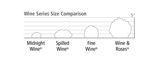 Weigela flo. 'Fine Wine®'