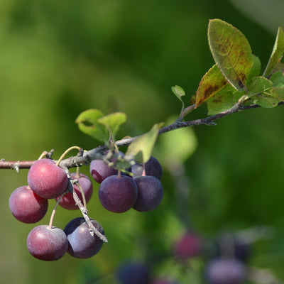 Prunus Beach Plum