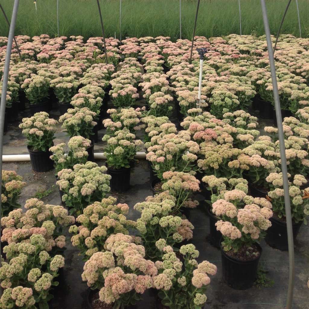 Sedum x 'Autumn Joy'