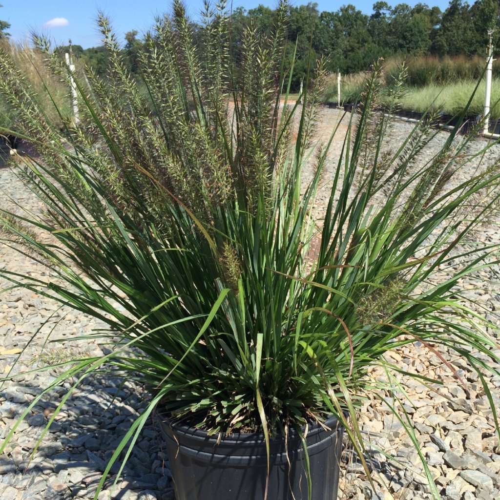 ‘Black Flowering Fountain Grass' - Pennisetum alopec 'Moudry'