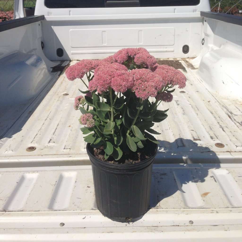 Sedum x 'Autumn Joy'