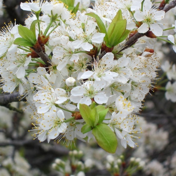 Prunus Beach Plum