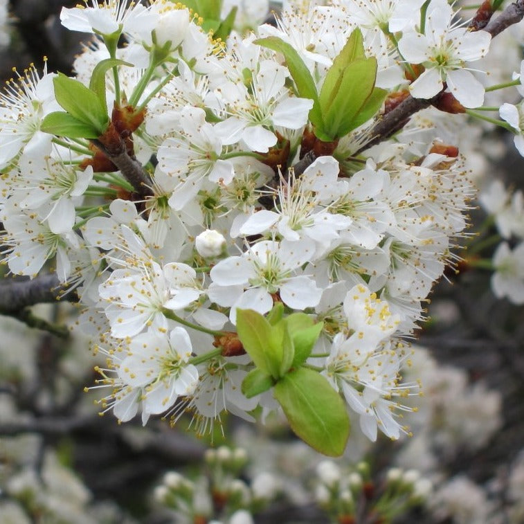 Prunus Beach Plum