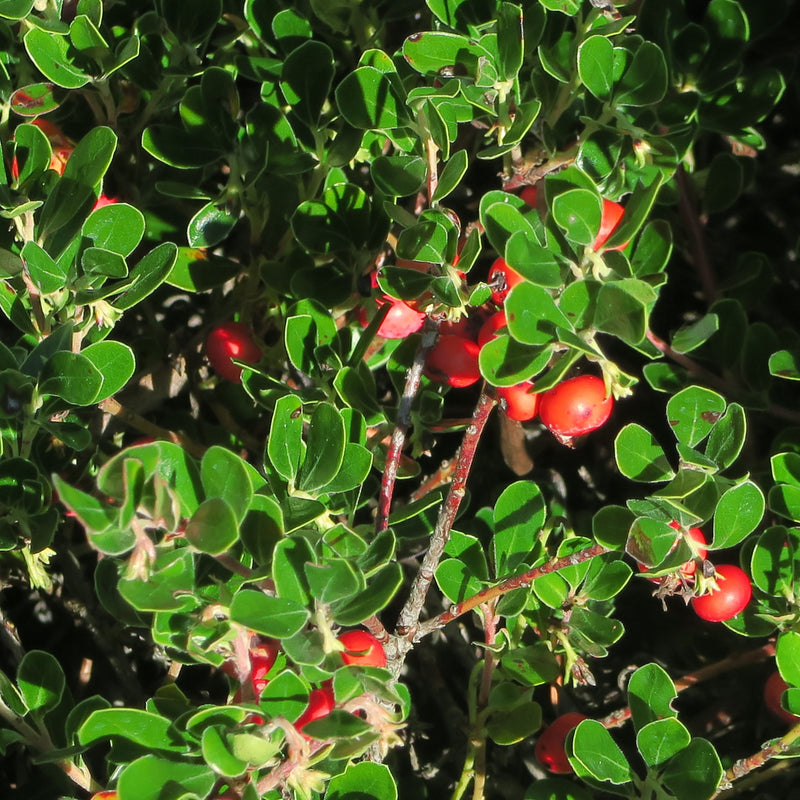 Bearberry - Arctostaphylos