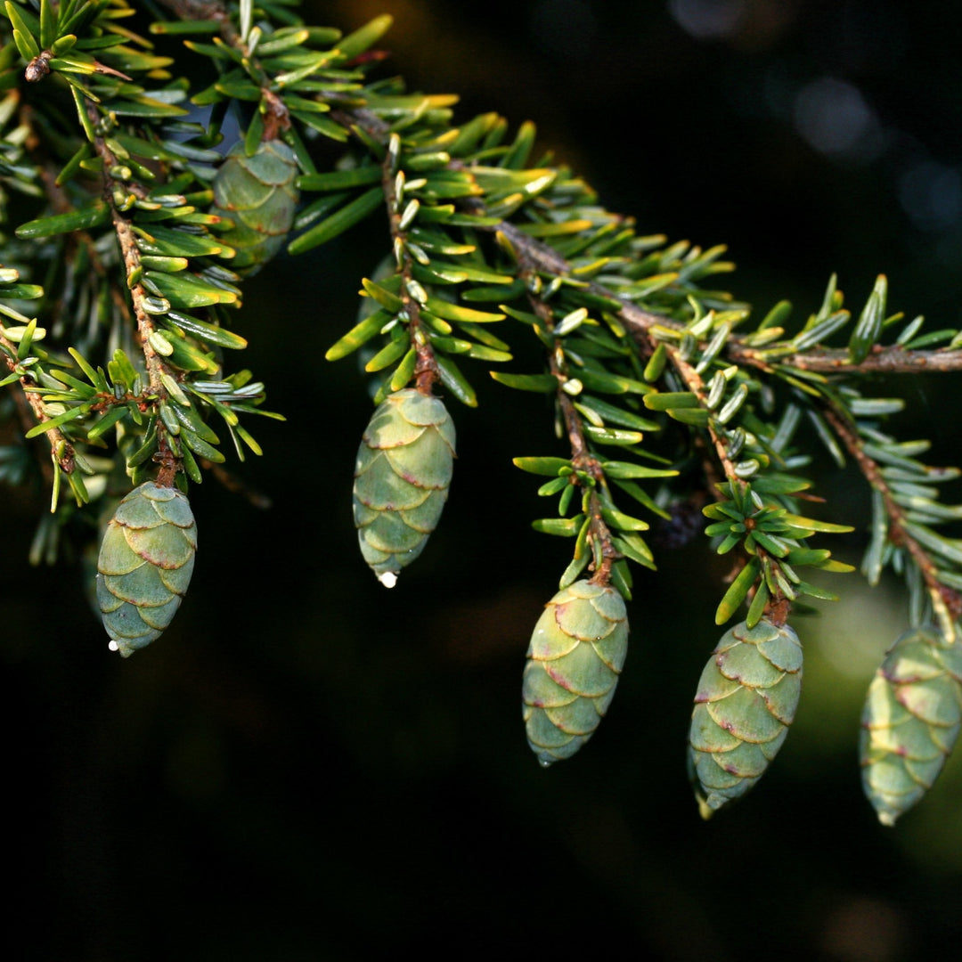 Buy Canadian Hemlock Online | Evergreen Privacy Plant for Shade