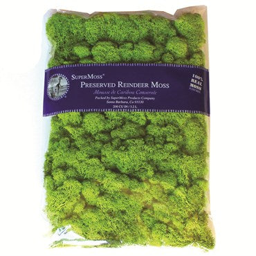 Preserved Bagged Reindeer Moss - Chartreuse