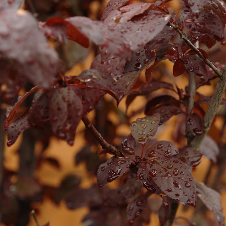 Purple leaf plum - Prunus cerasifera 'Krauter Vesuvius'