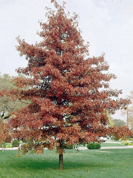 Pin Oak