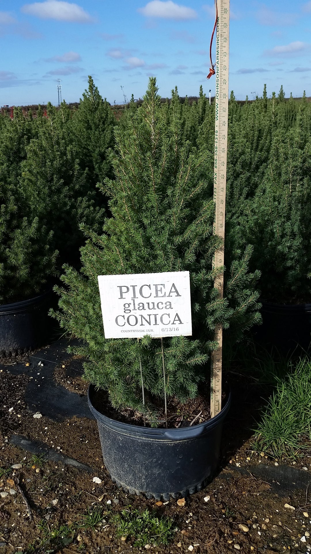 Alberta Spruce, Dwarf - Picea glauca 'Conica'