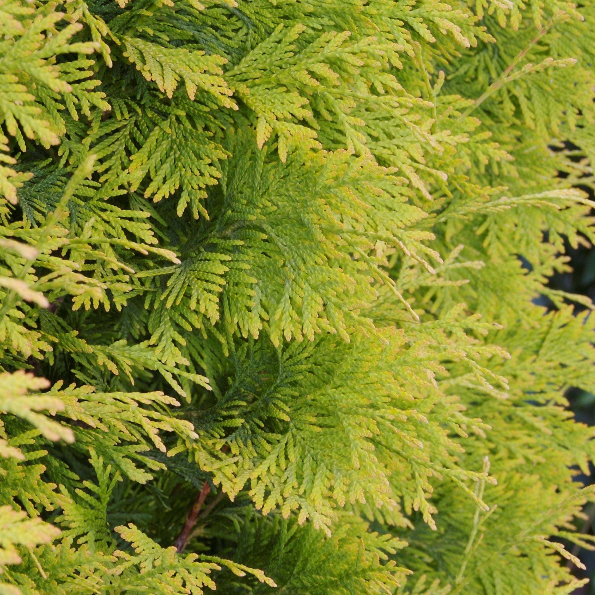 Arborvitae - Thuja 'Yellow Ribbon' – Bay Gardens
