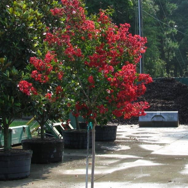 Crape Myrtle 'Dynamite' (Red)