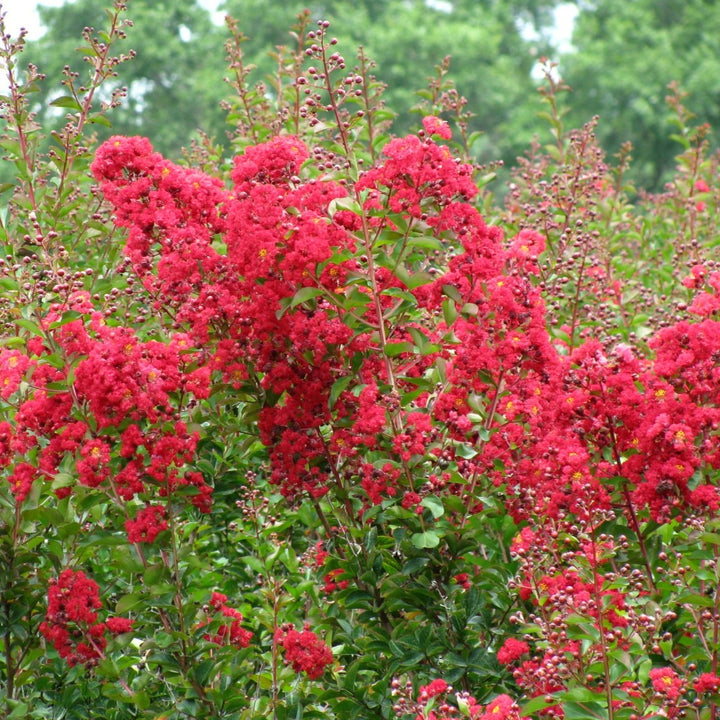 Crape Myrtle 'Dynamite' (Red)