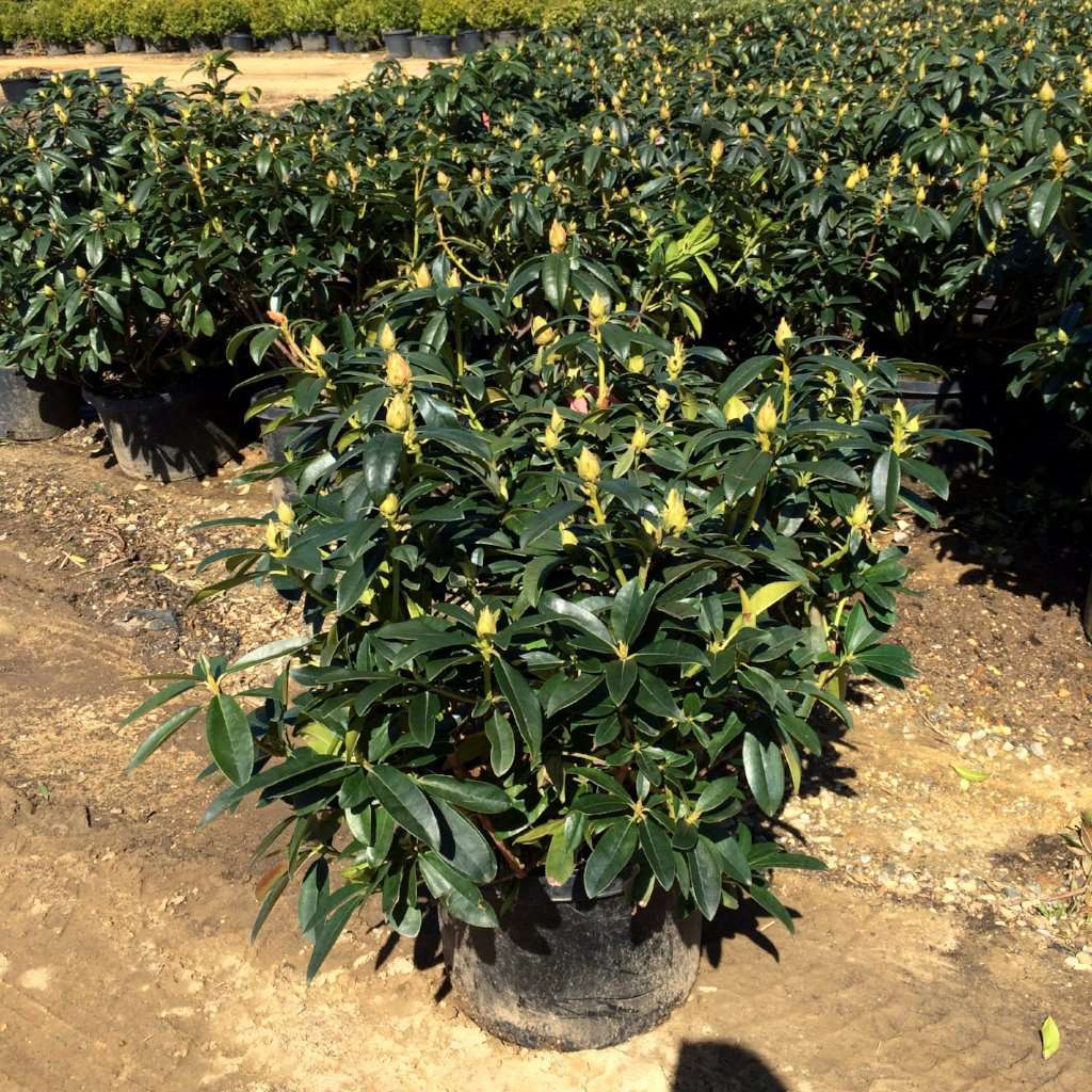 Roseum Elegans' Rhododendron