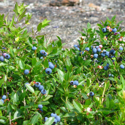 Vaccinium angustifolium