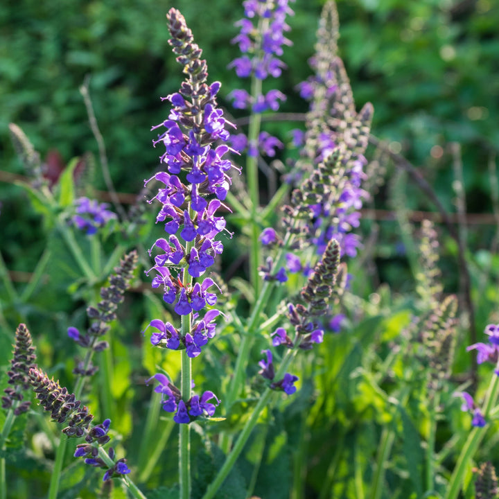 Buy Salvia x sylvestris 'May Night' Online | Shade Perennials