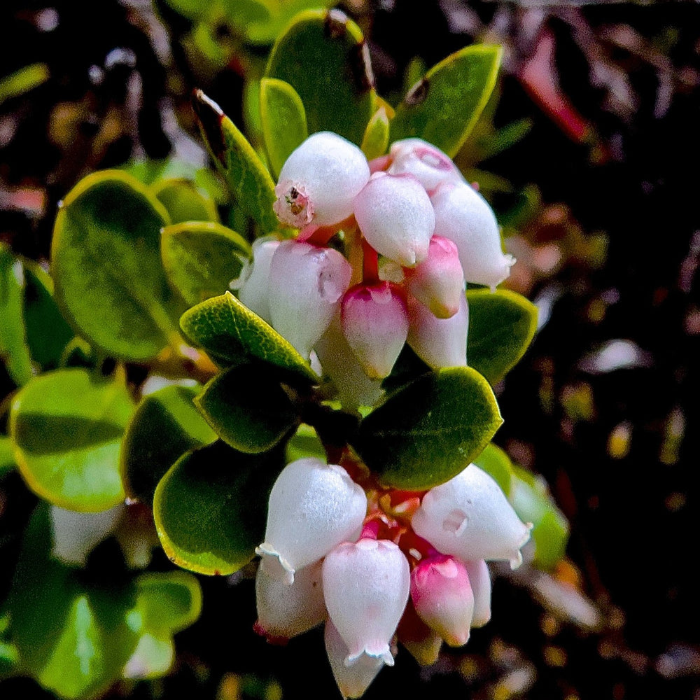 Bearberry | Northeast Native Perennial Ground Cover | Bay Gardens