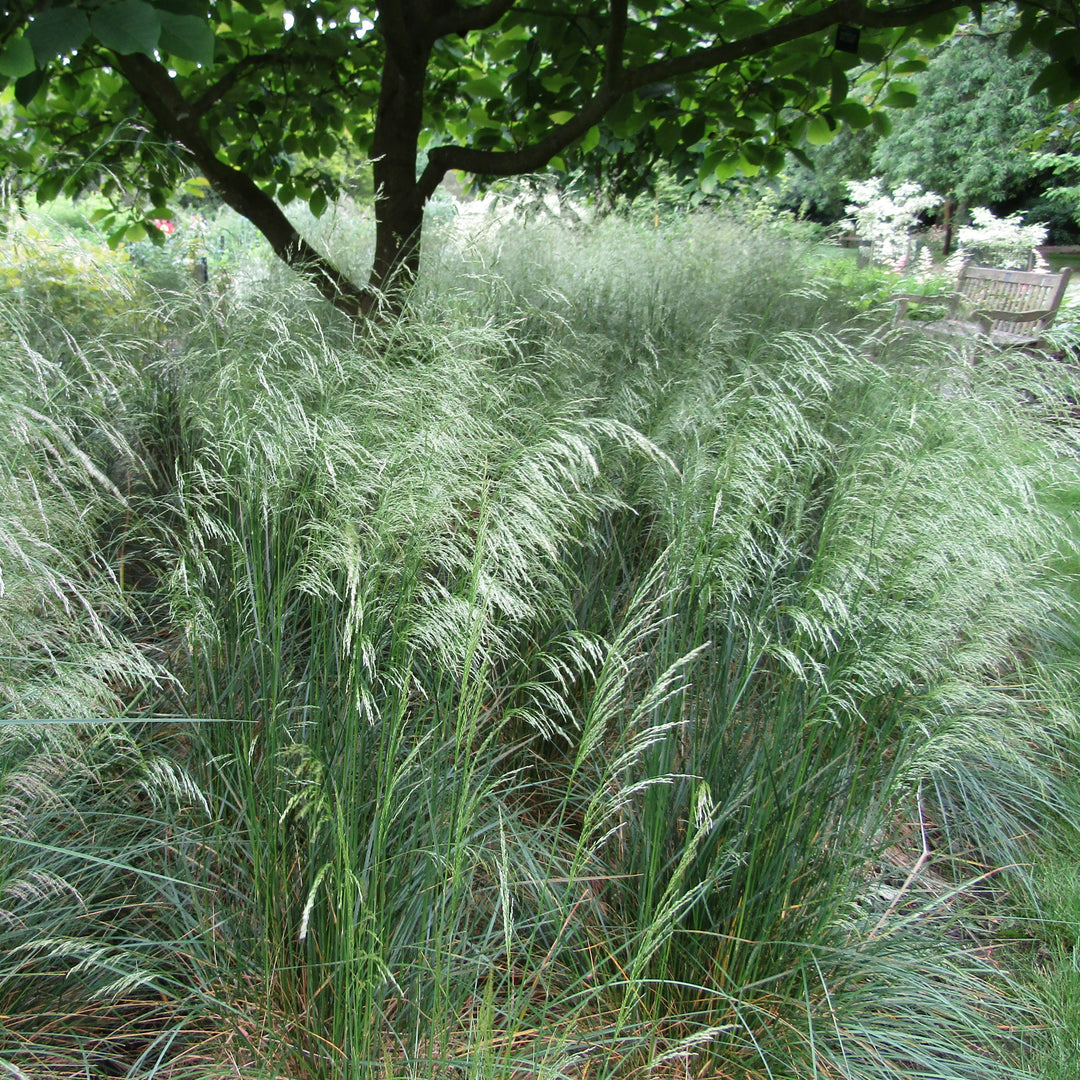 Deschampsia 'Tufted Hair'