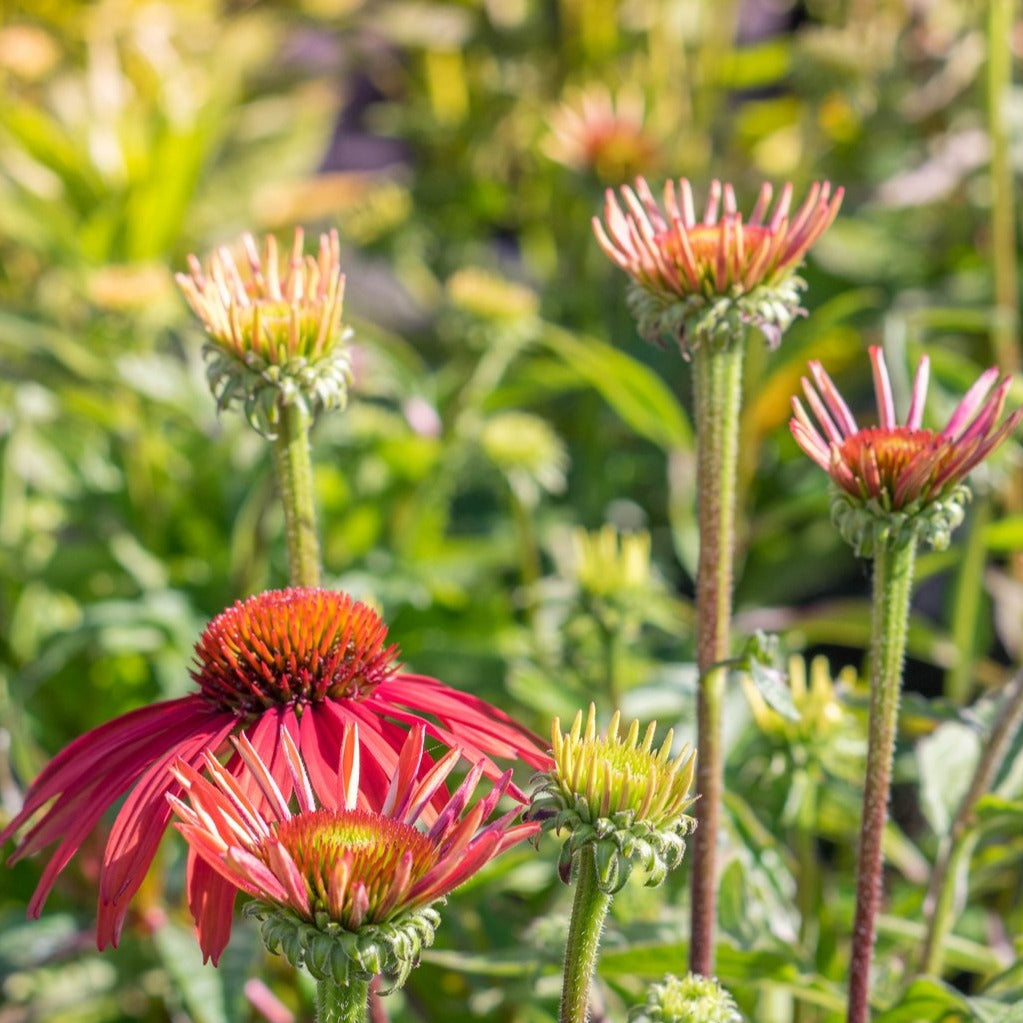 Coneflower