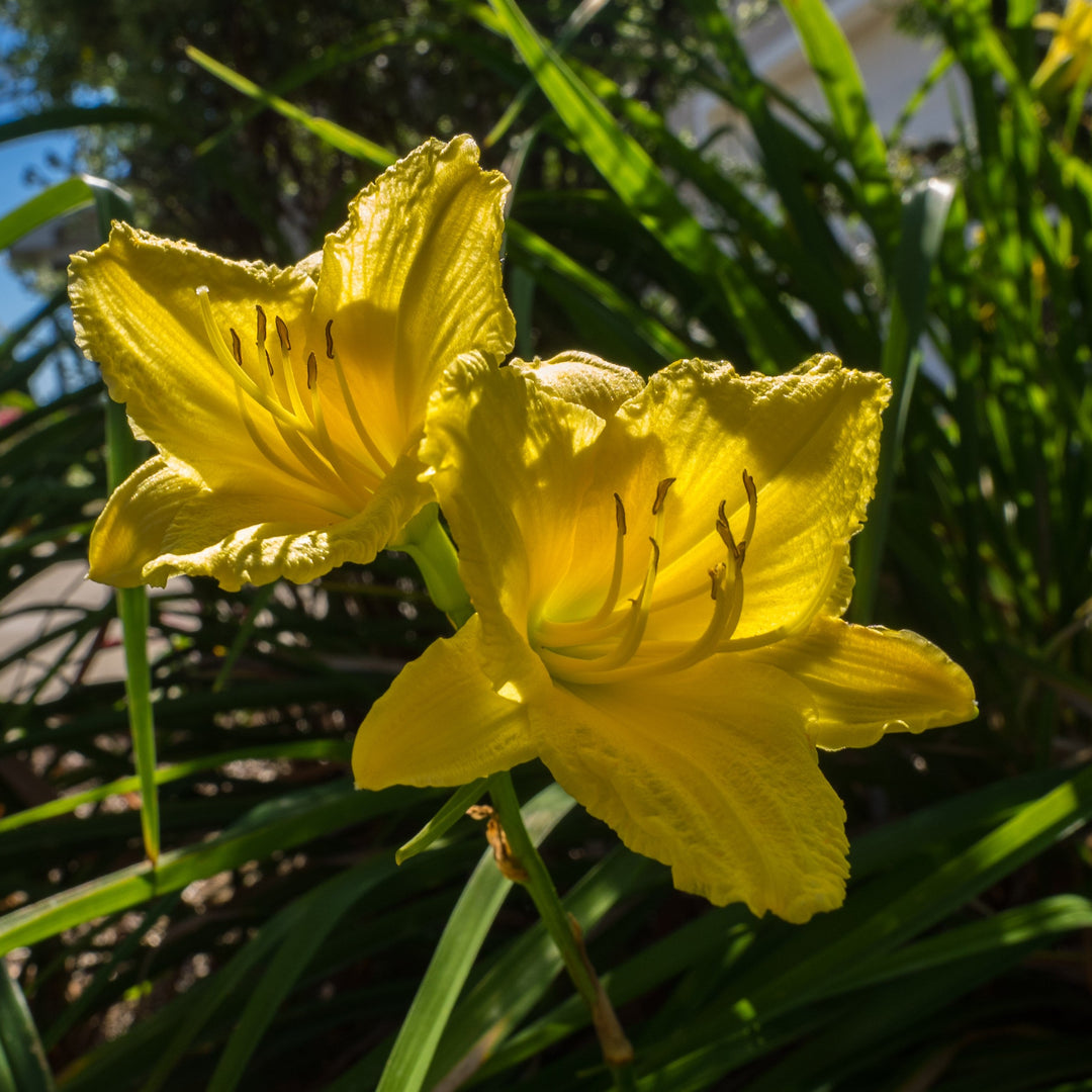 Daylily - Hemerocallis 'Happy Returns'