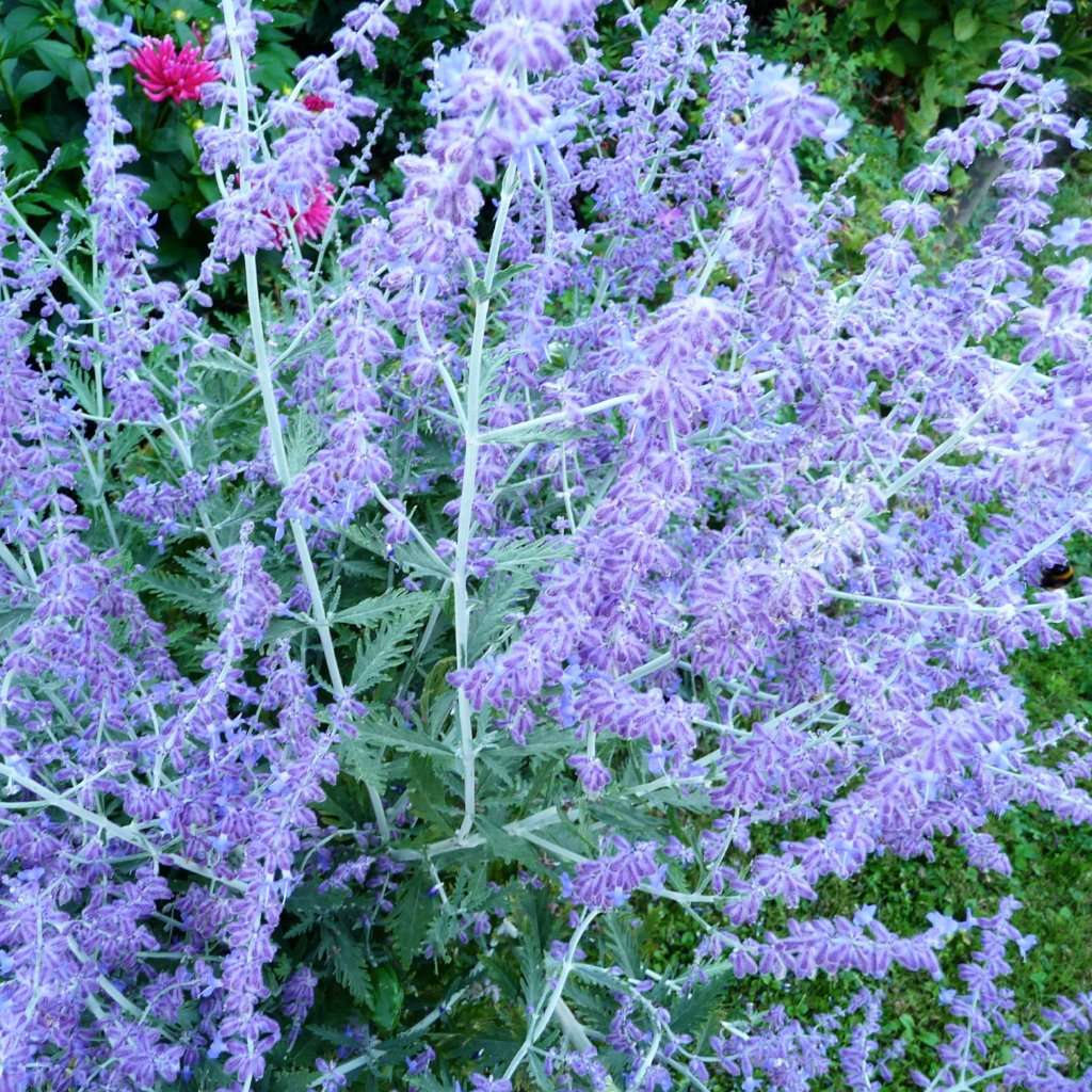 Perovskia atriplicifolia 'Russian Sage'