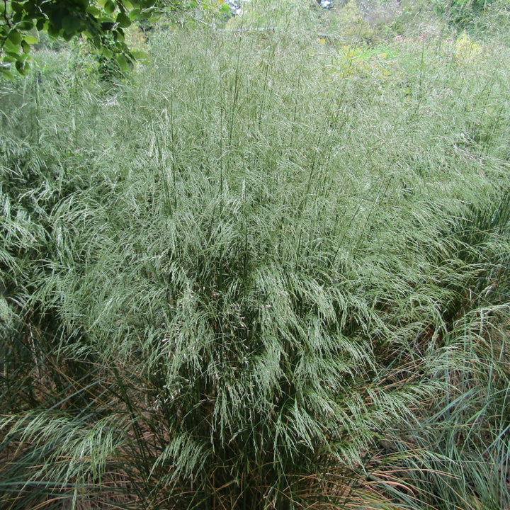 Deschampsia 'Tufted Hair'