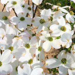 Flowering Dogwood 'Cherokee Princess'