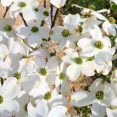 Flowering Dogwood &