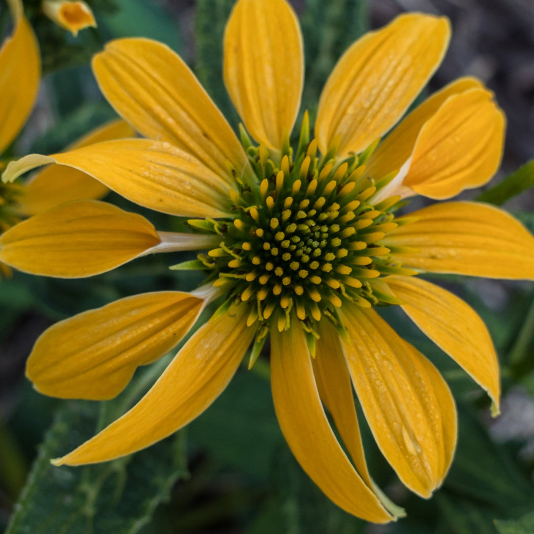 Coneflower - Echinacea purpurea 'Cheyenne Spirit'