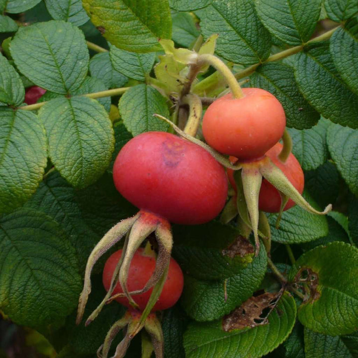 Buy Pink Rosa Rugosa Online | Flowering Shrubs | Bay Gardens