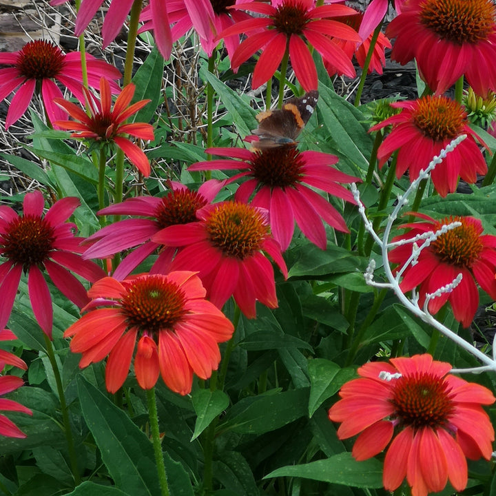 Coneflower - Echinacea purpurea 'Cheyenne Spirit'