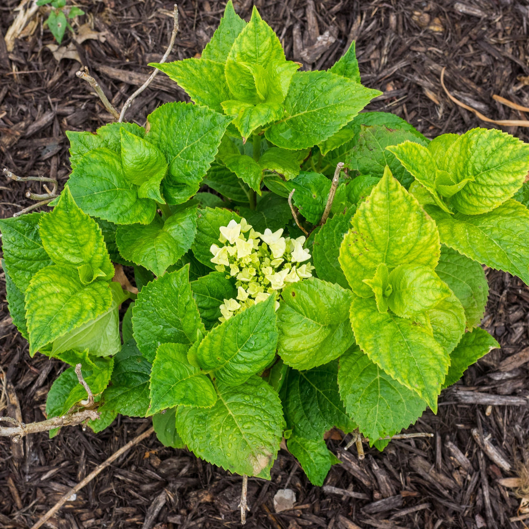 Hydrangea ES 'Endless Summer'