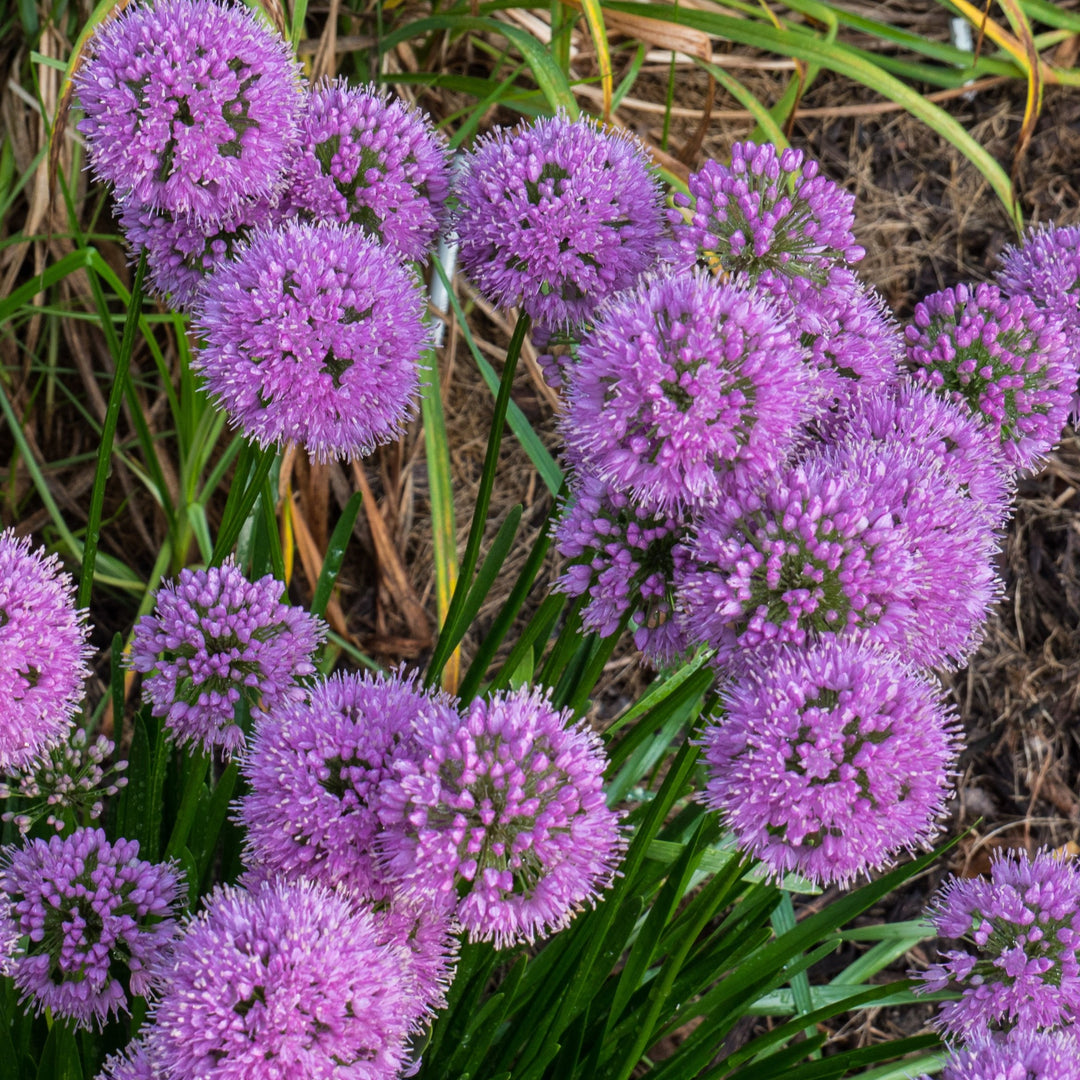 Allium 'Millenium'