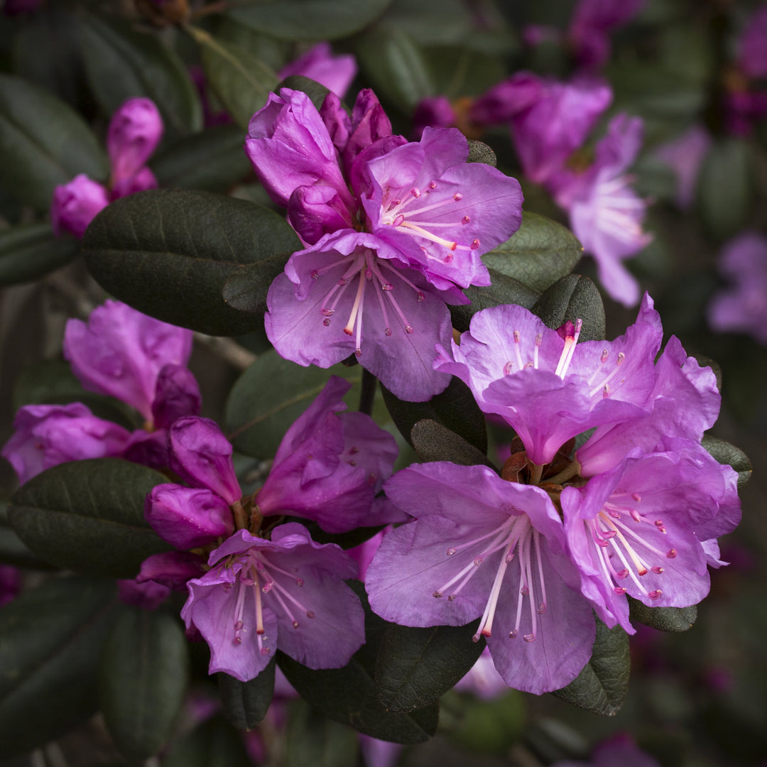 Rhododendron PJM