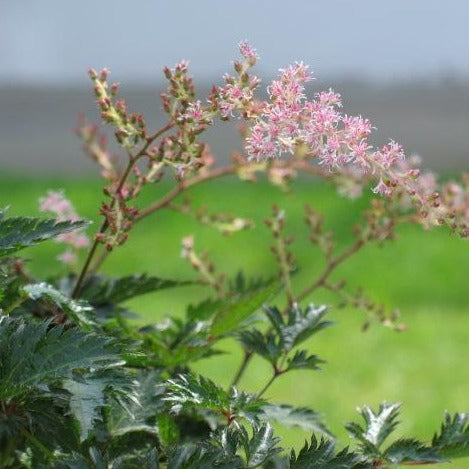 Astilbe simplicifolia 'Sprite'