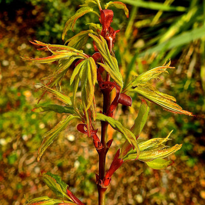 Japanese Maple 'Mikawa Yatsubusa'