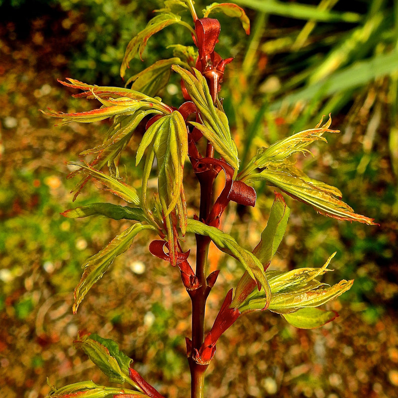 Japanese Maple &