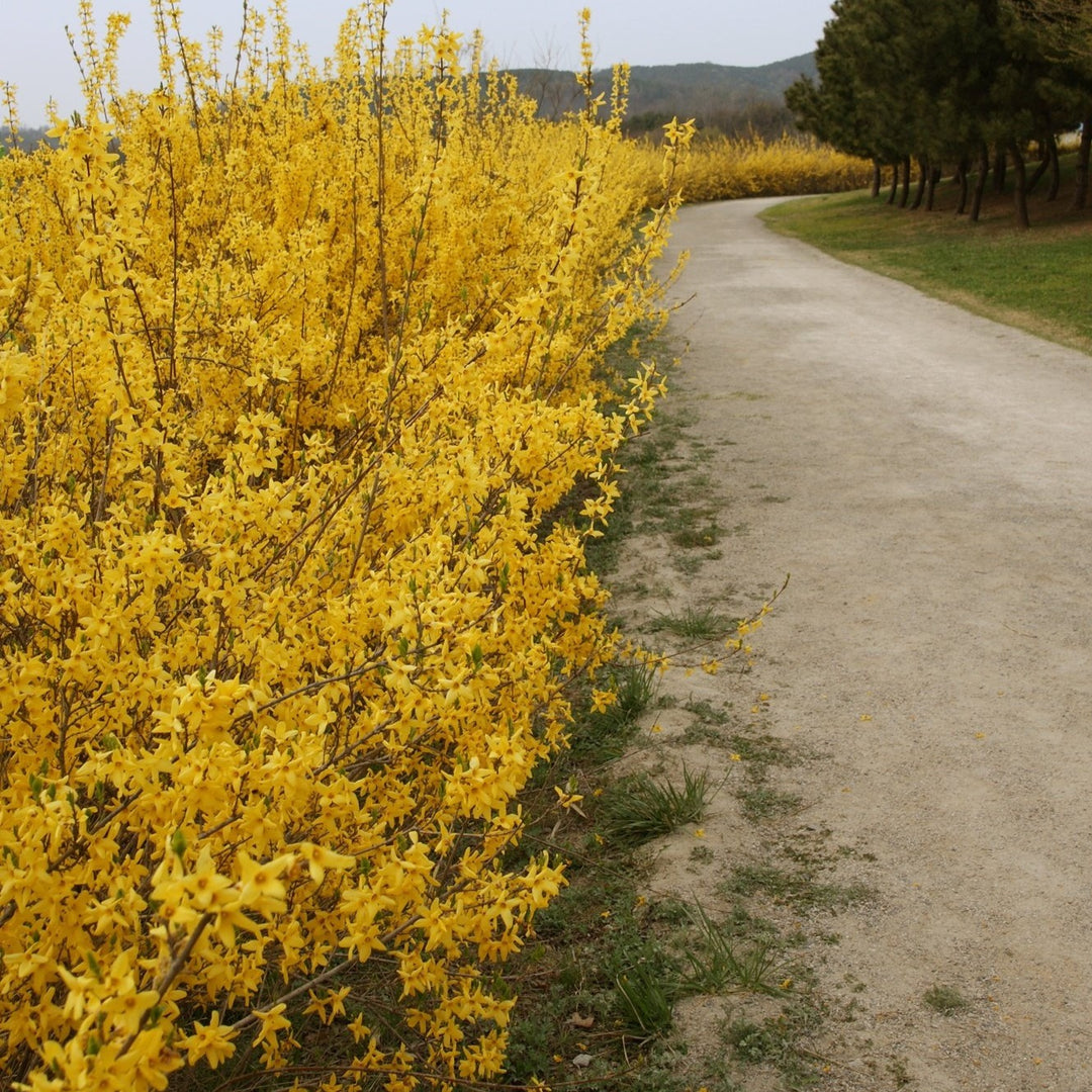 Forsythia