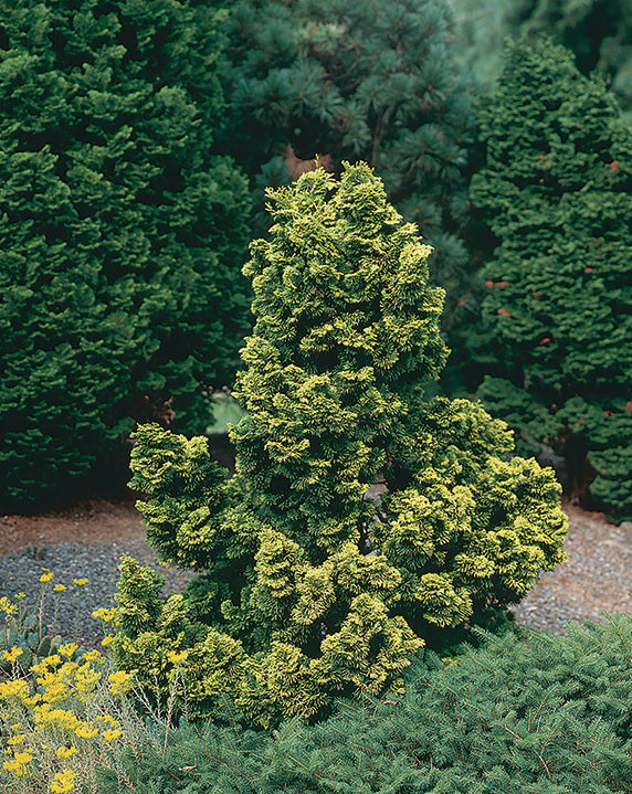Cypress 'Dwarf Golden Hinoki'