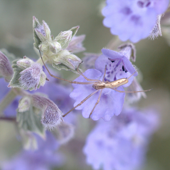 Flowering Catmint - Nepeta x faassenii 'Walkers Low'