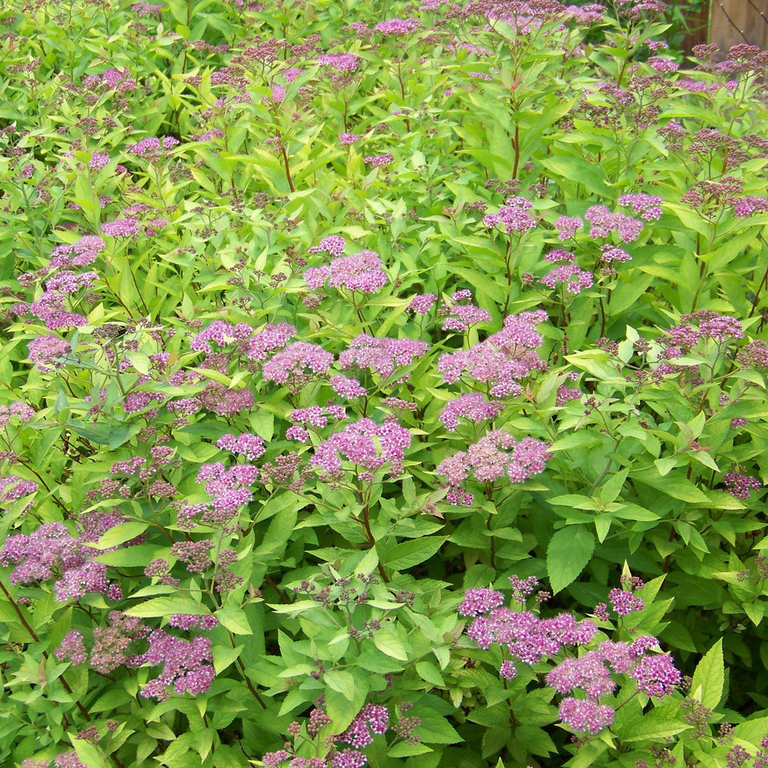 Spirea x bumalda 'Goldflame'