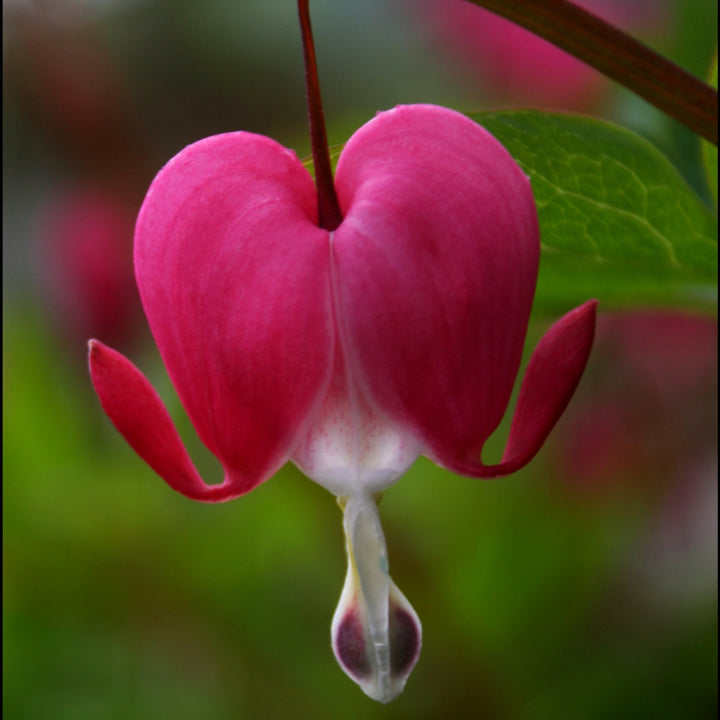 Bleeding Hearts - Dicentra spectabilis