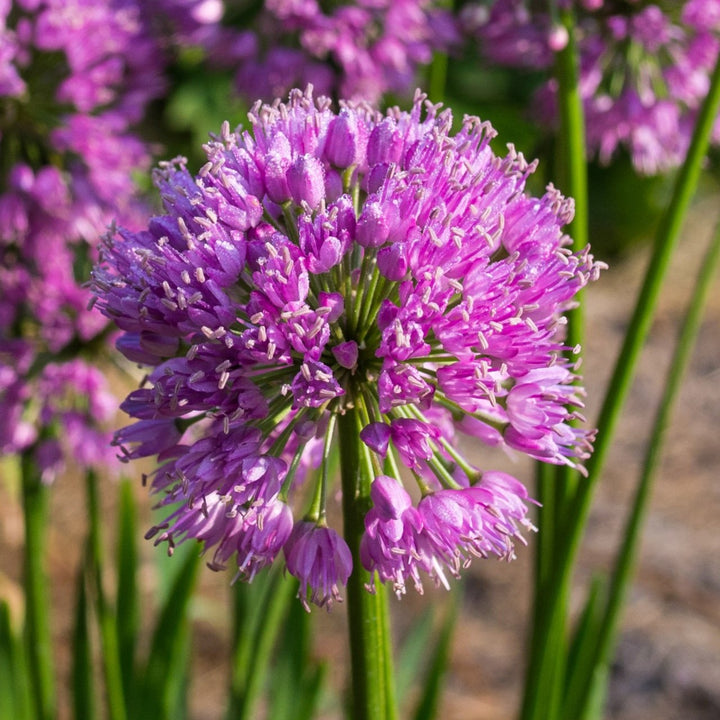 Allium 'Millenium'