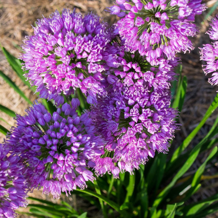 Allium 'Millenium'