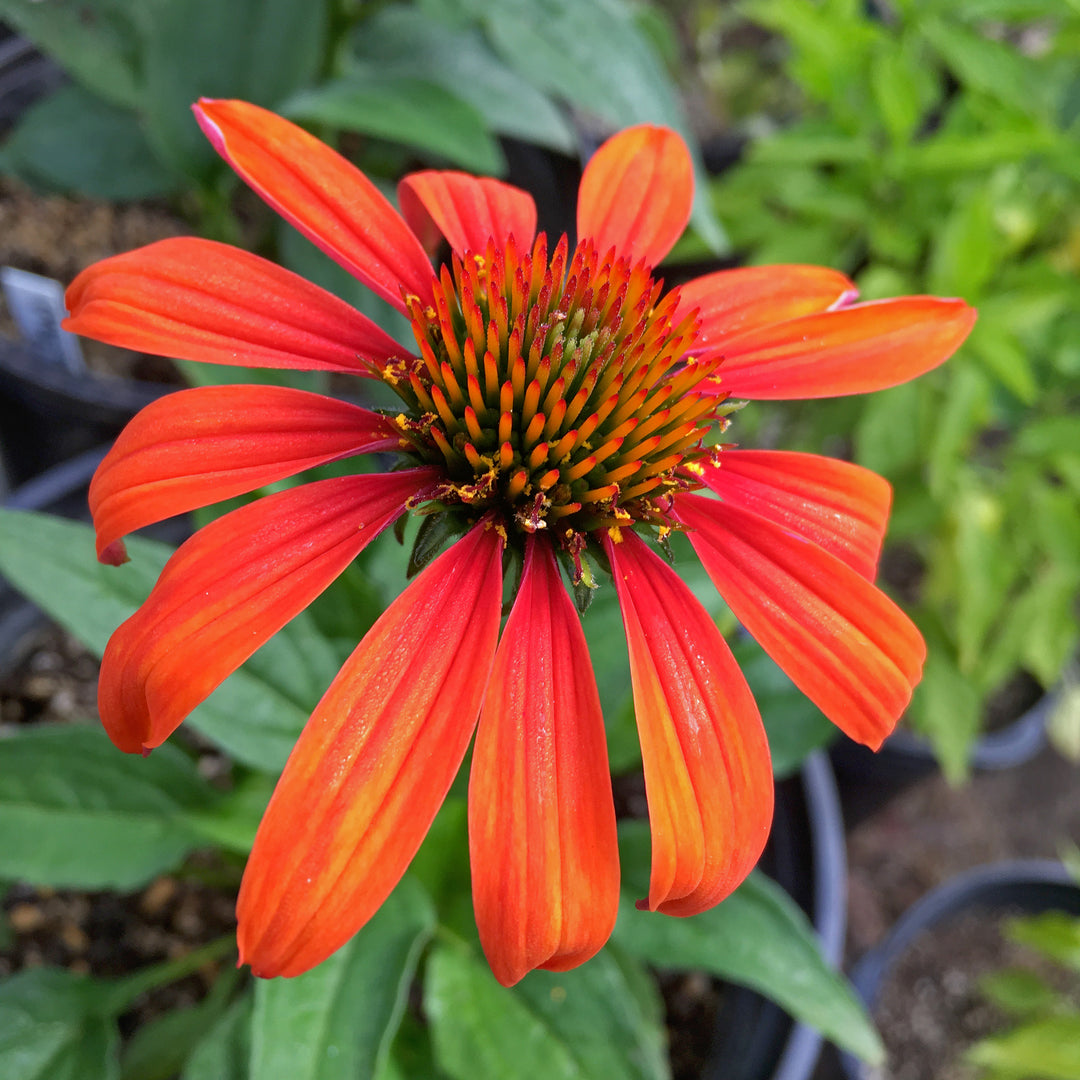 Coneflower - Echinacea purpurea 'Cheyenne Spirit'