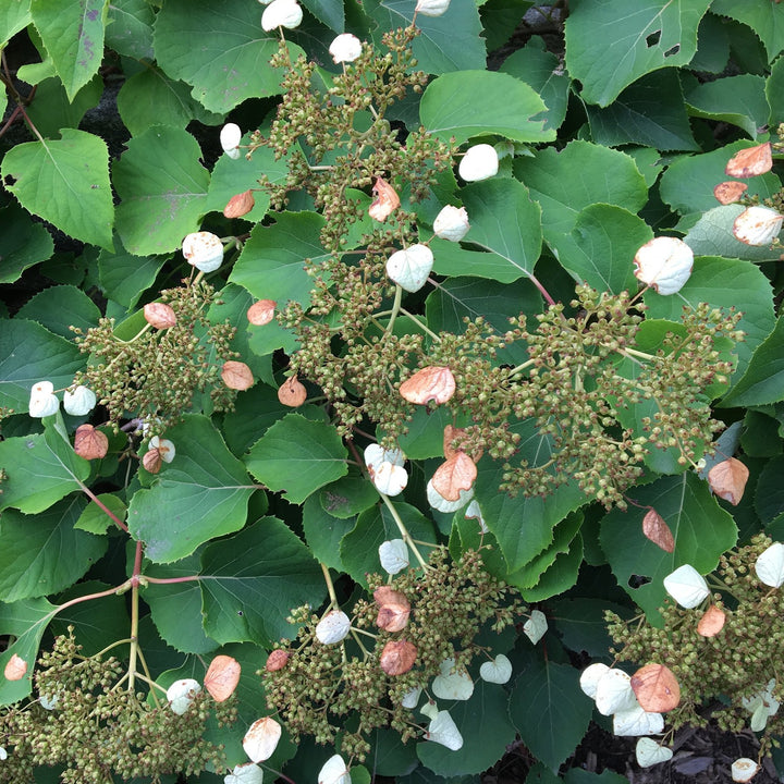 Hydrangea anomala petiolaris  'Climbing Hydrangea'