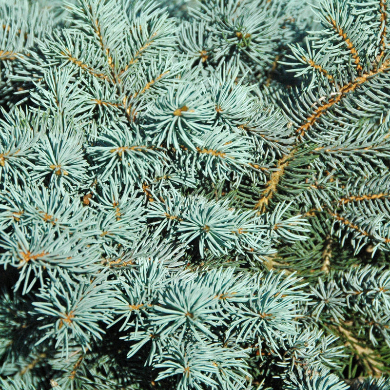 Blue Spruce - Picea pungens &