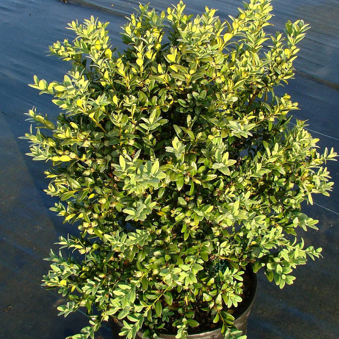 Boxwood 'Newport Blue'