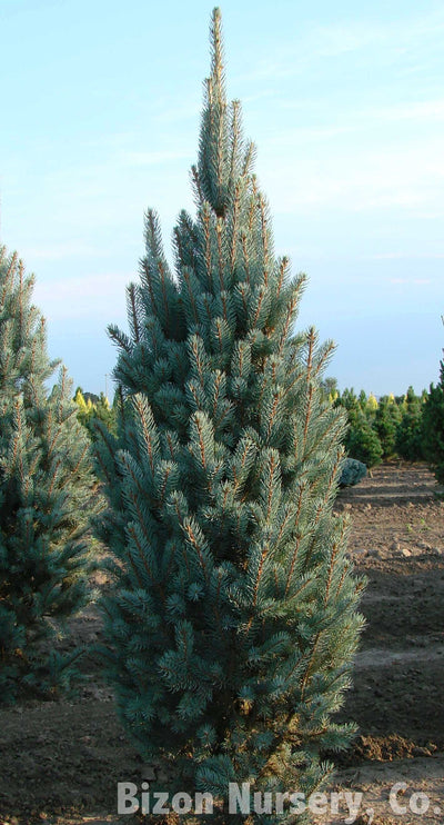 Blue Spruce - Picea pungens 'Fastigiata'