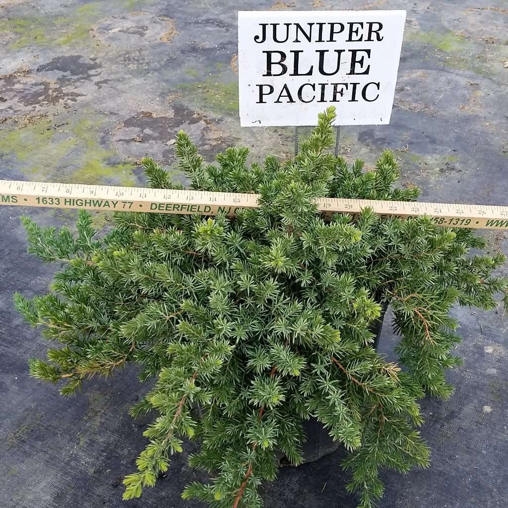 Juniper - Juniperus conferta 'Blue Pacific'