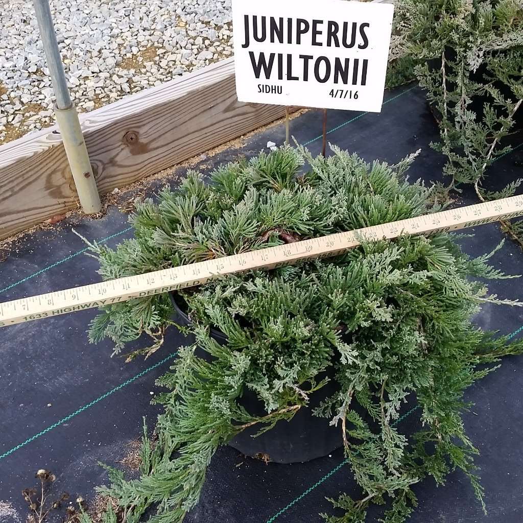 Juniper - Juniperus horizontalis 'Wiltonii'(Blue Rug)